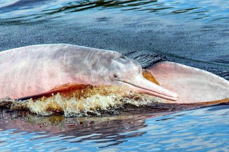 AMAZON RIVER EXPERIENCE (Full Day Tour)