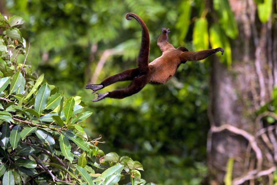 IQUITOS AMAZON LODGE 3 Days / 2 Nights