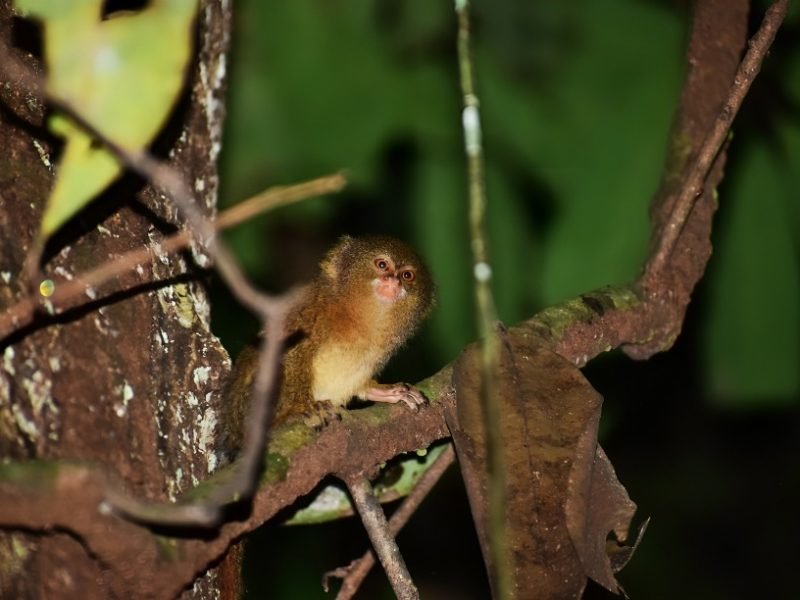 gallery about amazon jungle tour