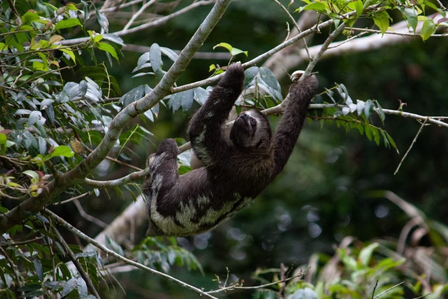 TAMSHIYACU – TAHUAYO REGIONAL CONSERVATION AREA (6 Days / 5 Nights) at CAPIBARA ECO LODGE